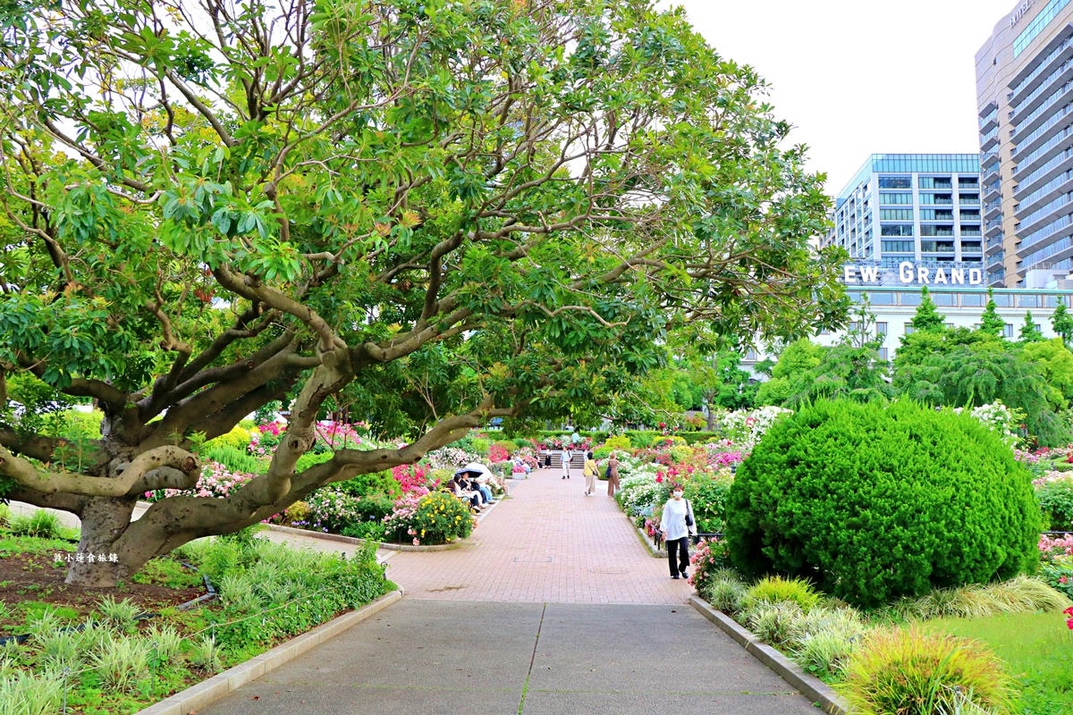 【神奈川橫濱】山下公園 ‧橫濱港旁的未來玫瑰園,關東地區玫瑰花品中最多的玫瑰園 - 第9張圖 【神奈川橫濱】山下公園 ‧橫濱港旁的未來玫瑰園,關東地區玫瑰花品中最多的玫瑰園