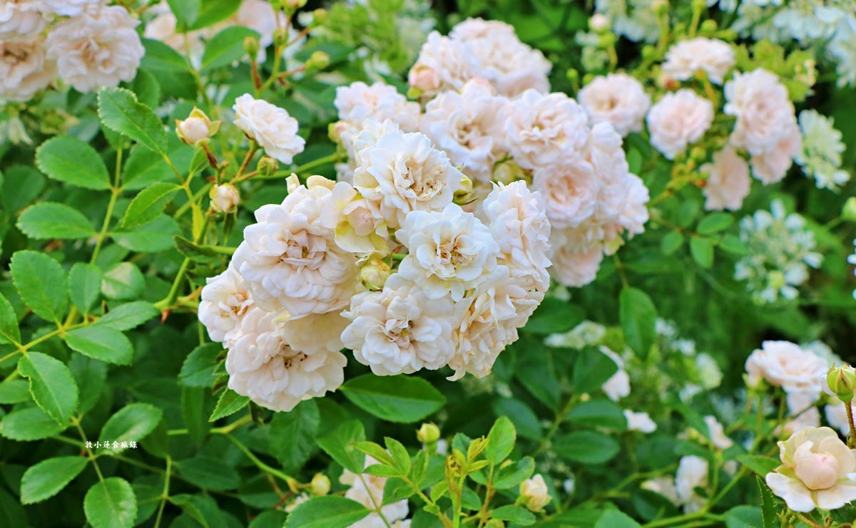 【神奈川橫濱】山下公園 ‧橫濱港旁的未來玫瑰園,關東地區玫瑰花品中最多的玫瑰園 - 第13張圖 【神奈川橫濱】山下公園 ‧橫濱港旁的未來玫瑰園,關東地區玫瑰花品中最多的玫瑰園