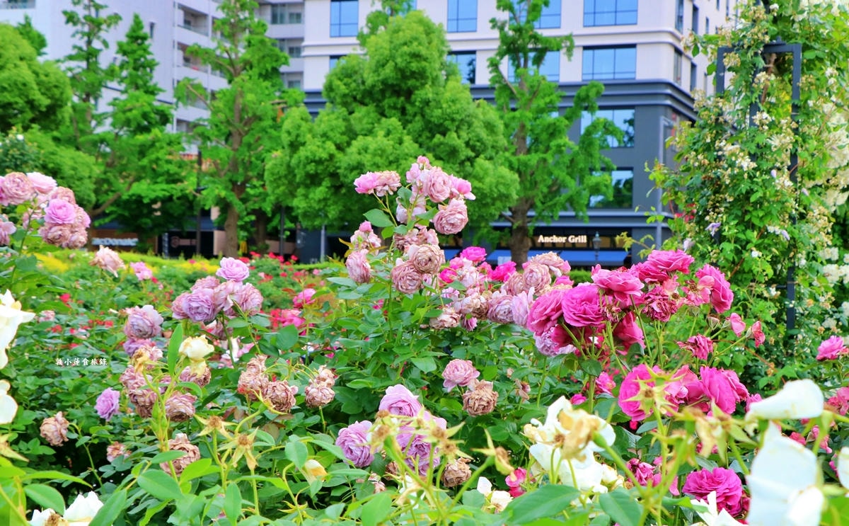 【神奈川橫濱】山下公園 ‧橫濱港旁的未來玫瑰園,關東地區玫瑰花品中最多的玫瑰園 - 第5張圖 【神奈川橫濱】山下公園 ‧橫濱港旁的未來玫瑰園,關東地區玫瑰花品中最多的玫瑰園