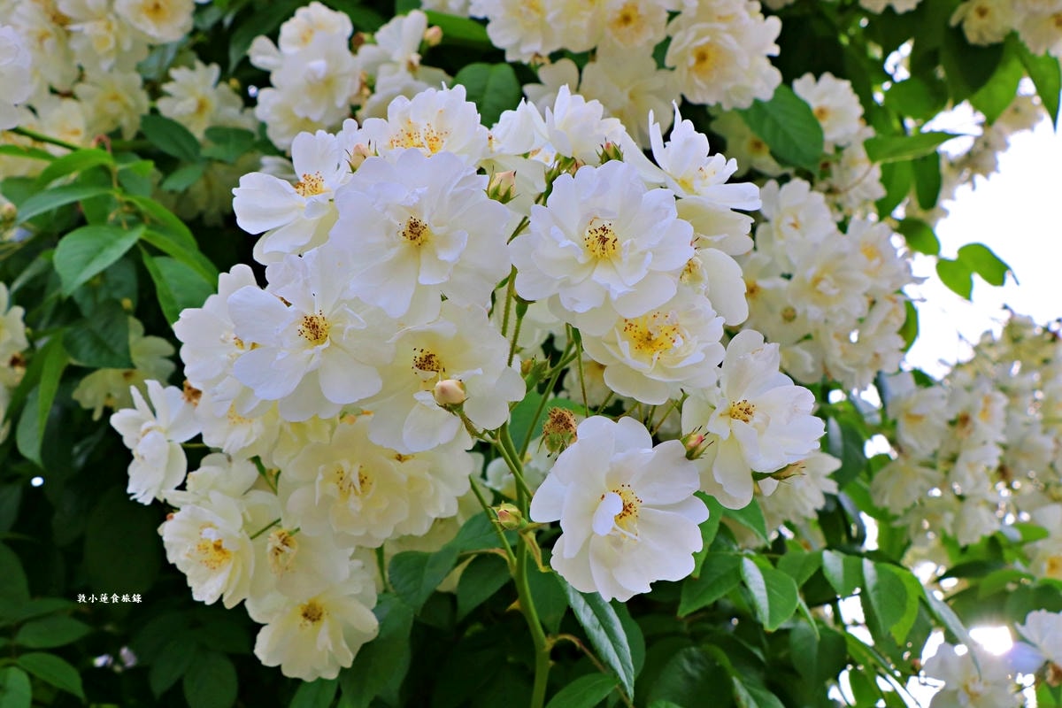 【神奈川橫濱】山下公園 ‧橫濱港旁的未來玫瑰園,關東地區玫瑰花品中最多的玫瑰園 - 第16張圖 【神奈川橫濱】山下公園 ‧橫濱港旁的未來玫瑰園,關東地區玫瑰花品中最多的玫瑰園