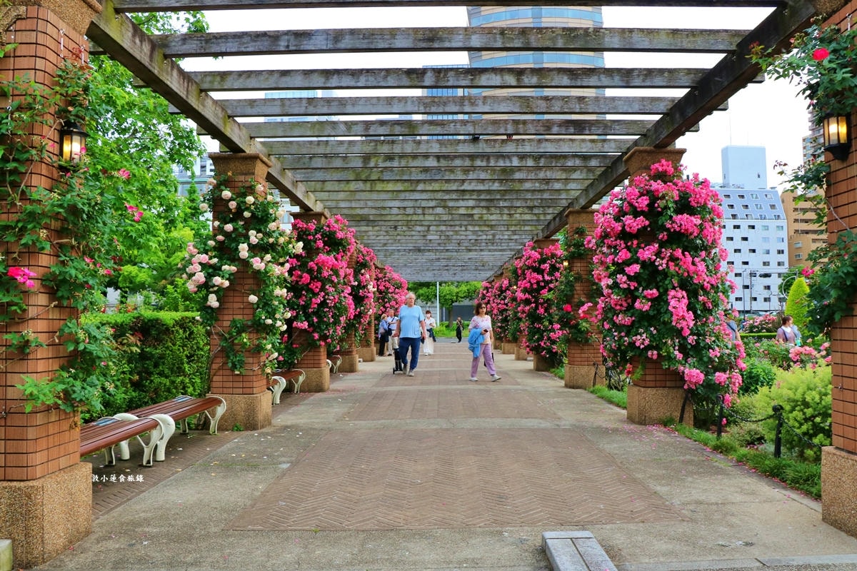 【神奈川橫濱】山下公園 ‧橫濱港旁的未來玫瑰園,關東地區玫瑰花品中最多的玫瑰園 - 第19張圖 【神奈川橫濱】山下公園 ‧橫濱港旁的未來玫瑰園,關東地區玫瑰花品中最多的玫瑰園