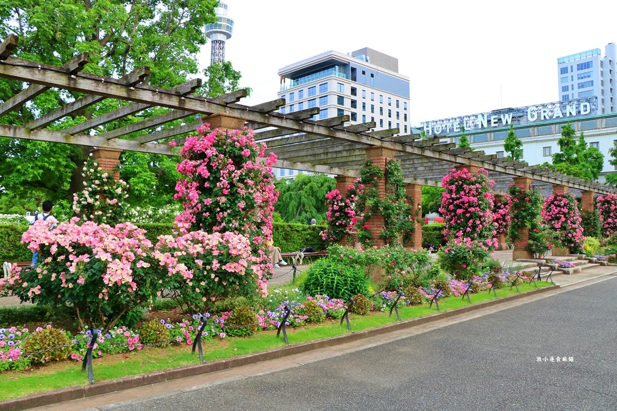 【神奈川橫濱】山下公園 ‧橫濱港旁的未來玫瑰園,關東地區玫瑰花品中最多的玫瑰園 - 第18張圖 【神奈川橫濱】山下公園 ‧橫濱港旁的未來玫瑰園,關東地區玫瑰花品中最多的玫瑰園