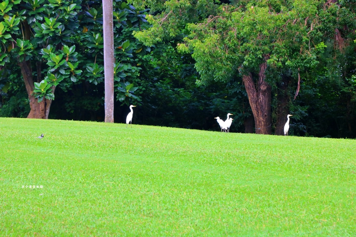 高雄果嶺自然公園‧高爾夫球場再生超級生態自然公園,佔地70公頃,90種鳥類生態,遠眺北大武山秋賞落羽松!! - 第25張圖 高雄果嶺自然公園‧高爾夫球場再生超級生態自然公園,佔地70公頃,90種鳥類生態,遠眺北大武山秋賞落羽松!!
