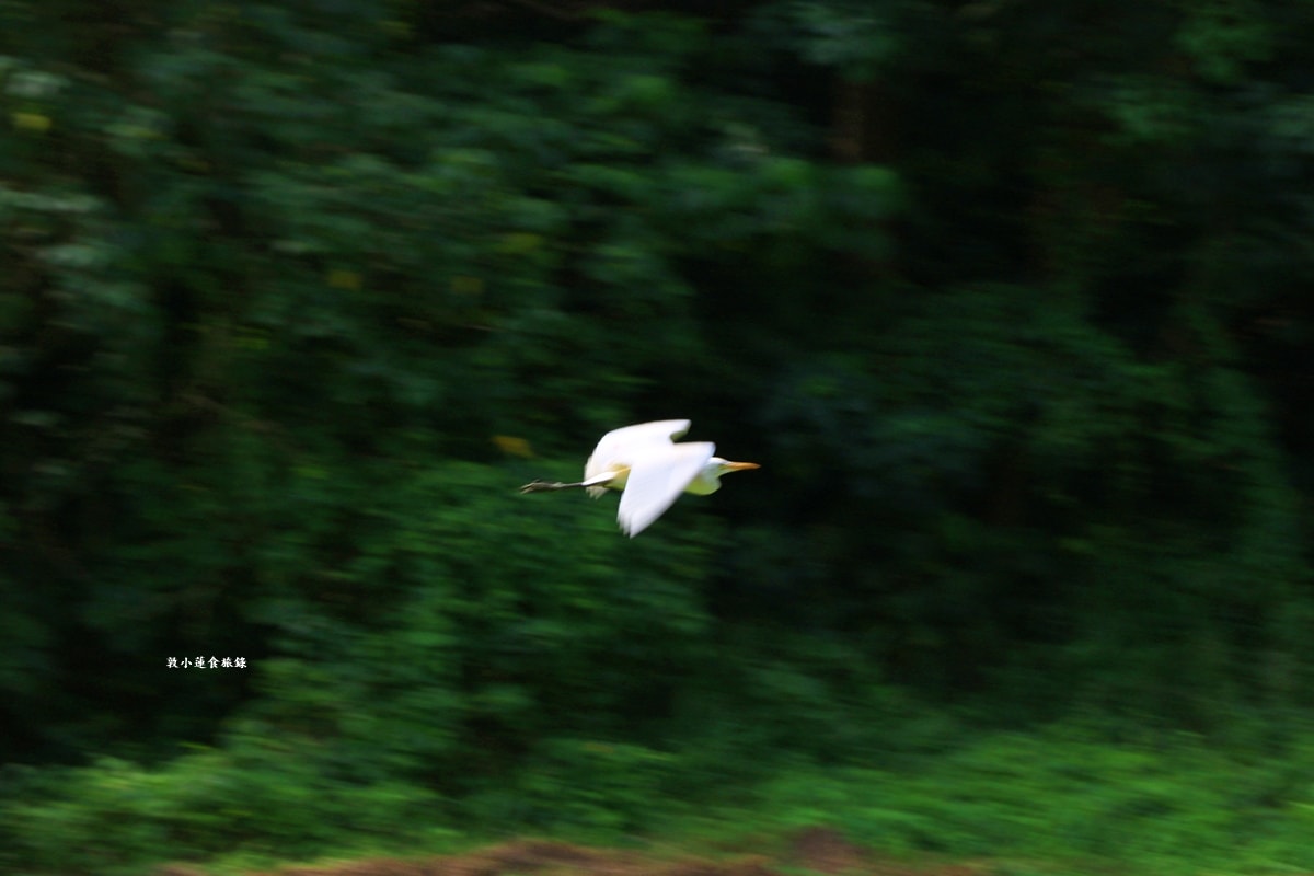 高雄果嶺自然公園‧高爾夫球場再生超級生態自然公園,佔地70公頃,90種鳥類生態,遠眺北大武山秋賞落羽松!! - 第52張圖 高雄果嶺自然公園‧高爾夫球場再生超級生態自然公園,佔地70公頃,90種鳥類生態,遠眺北大武山秋賞落羽松!!