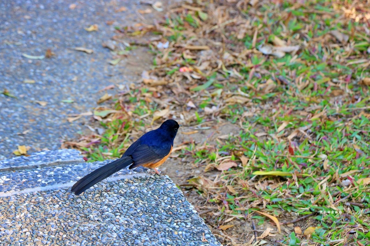 鳥松濕地公園‧自然生態教學為主的濕地公園,內有93種鳥類,喜愛鳥寶你絕不能錯過的生態公園 - 第69張圖 鳥松濕地公園‧自然生態教學為主的濕地公園,內有93種鳥類,喜愛鳥寶你絕不能錯過的生態公園