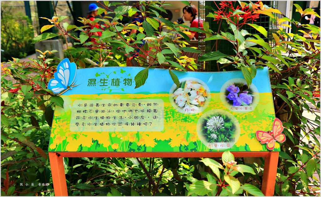 金獅湖蝴蝶園‧全國最大的網室蝴蝶園 環境清幽 停車方便 生態教學一級棒 - 第23張圖 IMG_5109