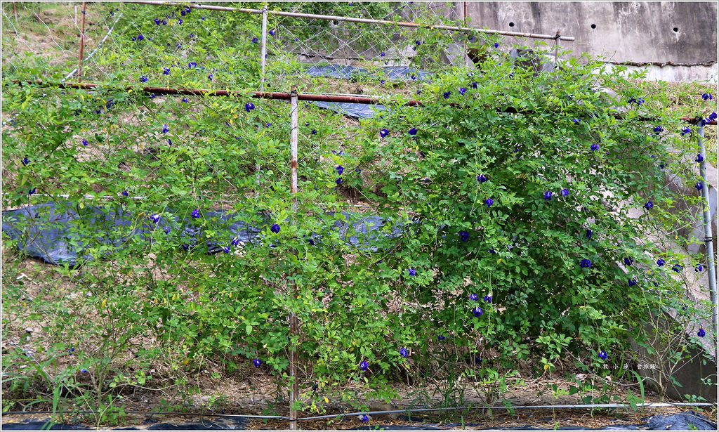 小燕子蝶豆花‧台南私房景點 親子一日遊 需先預約才能體驗採花樂趣 - 第3張圖 IMG_2483