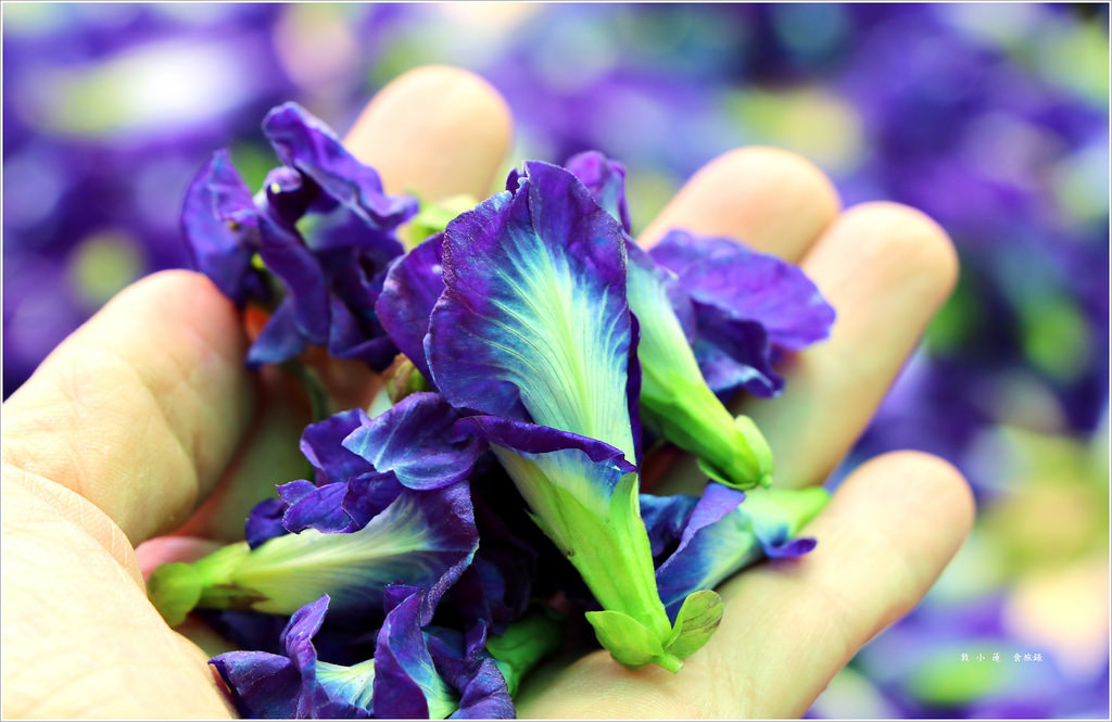 小燕子蝶豆花‧台南私房景點 親子一日遊 需先預約才能體驗採花樂趣 - 第10張圖 IMG_2490