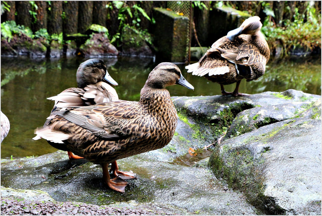 【日本‧宮崎】九州慢行之旅‧ 日本名勝高千穗峽 神話發源地又稱五瀨川峽谷 - 第19張圖 IMG_9021