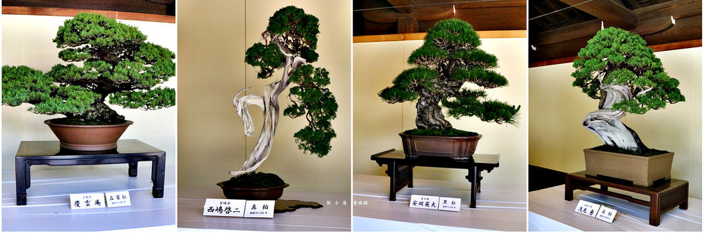 【日本‧原宿】東京五天四夜半自助旅行‧明治神宮散步去&表參道精品百貨街 - 第22張圖 159