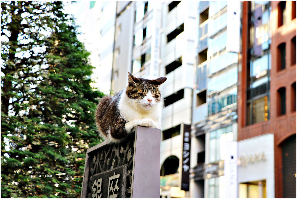 【日本‧銀座】東京五天四夜半自助旅行‧假日車流禁行,享受銀座一丁目慢步到八丁目無壓力購物 - 第1張圖 IMG_2778