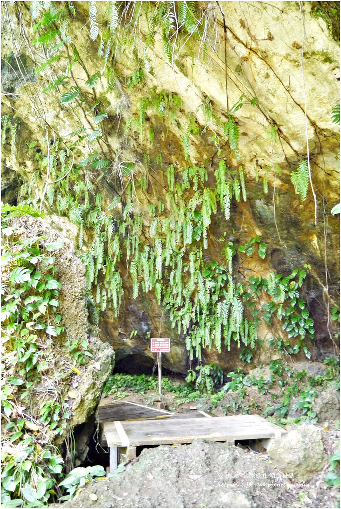 小琉球‧小琉球必訪景點山豬溝步道、烏鬼洞、花瓶岩,清晨環島就是舒服 - 第13張圖 P1320424