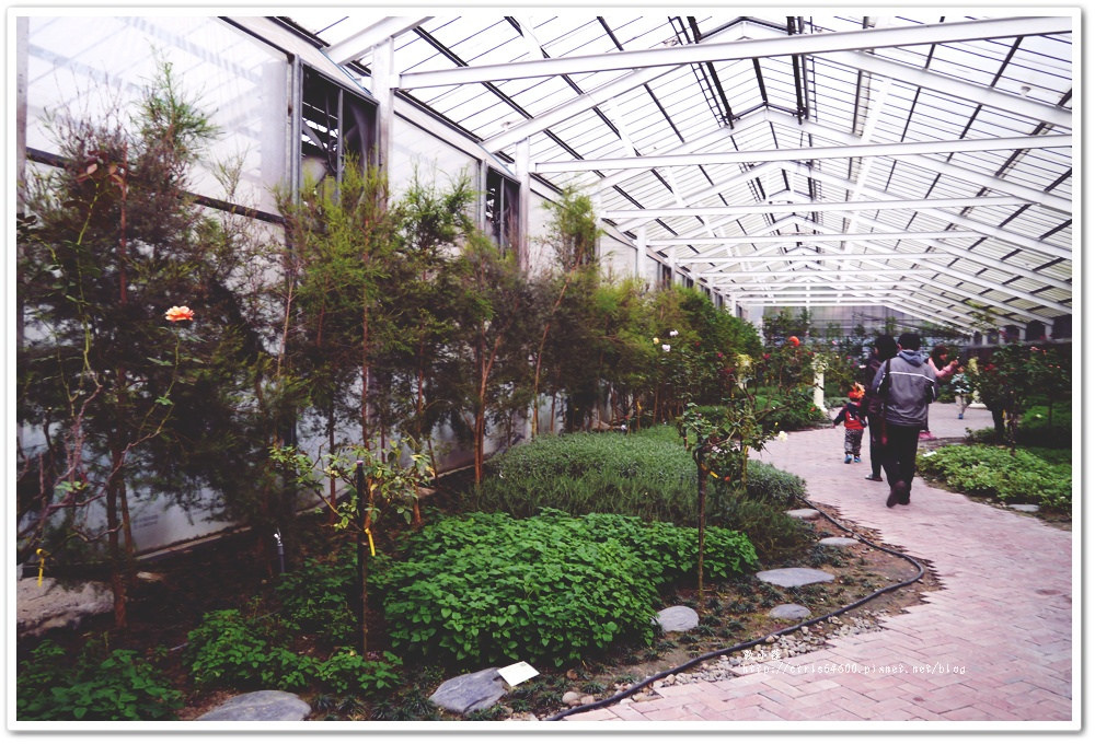 耐斯集團蘿莎玫瑰莊園‧500多種玫瑰花等您來欣賞 - 第4張圖 P1170422
