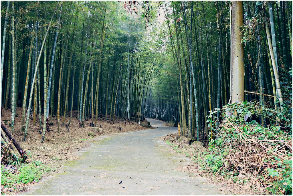【溪頭住宿推薦】溪頭金台灣山莊民宿‧一泊二食住宿專案,加贈溪頭森林遊樂區門票,享受森林浴的芬多精 - 第28張圖 IMG_9543