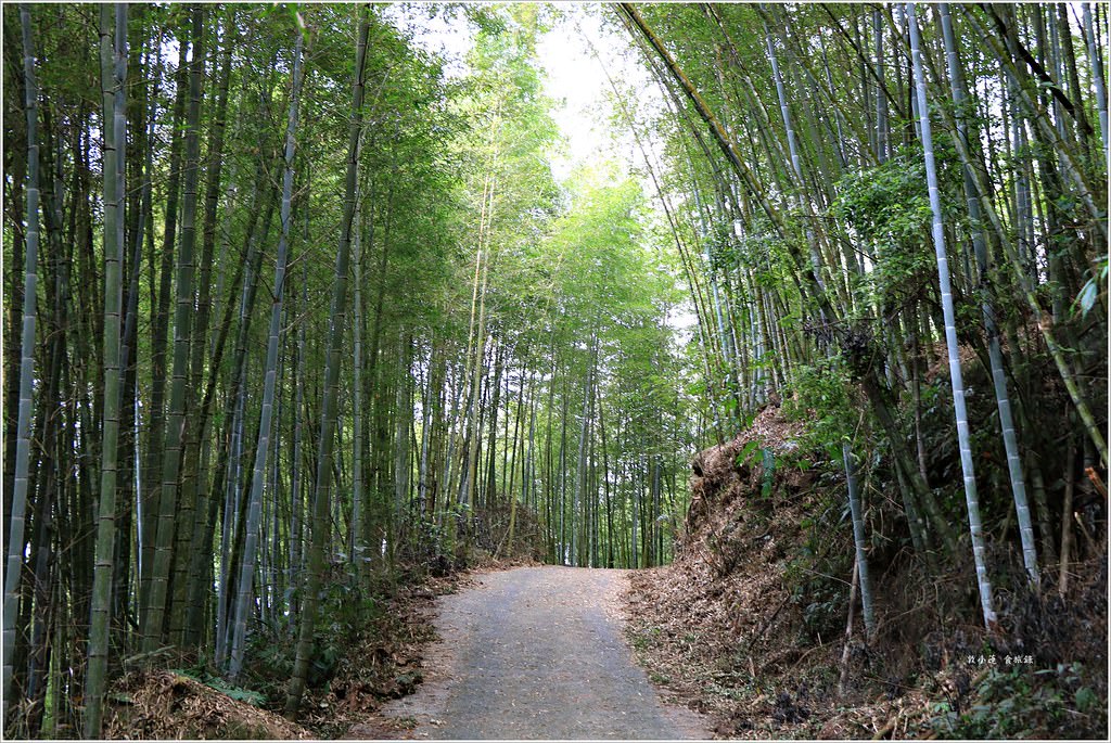 延溪竹林步道‧鹿谷竹林秘境,原始竹林彷彿置身嵐山,夏日溯溪的好地方 - 第6張圖 IMG_9782