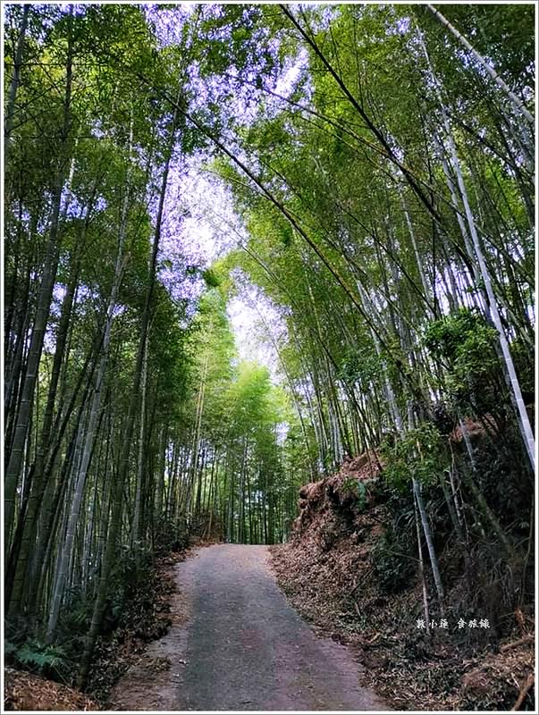 延溪竹林步道‧鹿谷竹林秘境,原始竹林彷彿置身嵐山,夏日溯溪的好地方 - 第7張圖 1
