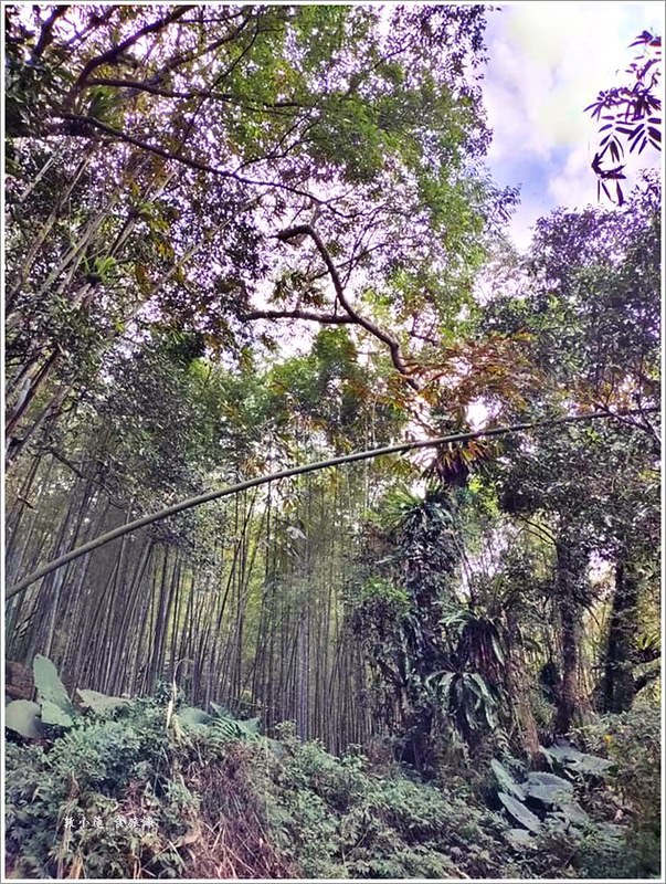 延溪竹林步道‧鹿谷竹林秘境,原始竹林彷彿置身嵐山,夏日溯溪的好地方 - 第10張圖 2