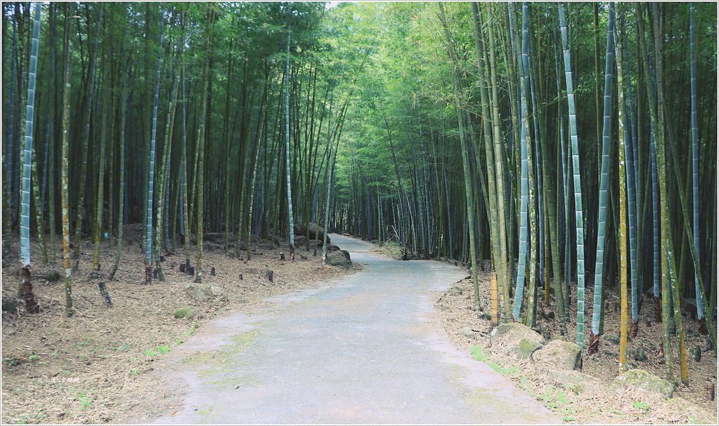 延溪竹林步道‧鹿谷竹林秘境,原始竹林彷彿置身嵐山,夏日溯溪的好地方 - 第3張圖 IMG_9727