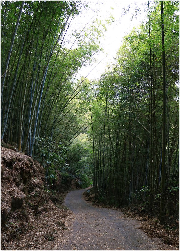 延溪竹林步道‧鹿谷竹林秘境,原始竹林彷彿置身嵐山,夏日溯溪的好地方 - 第5張圖 IMG_9730