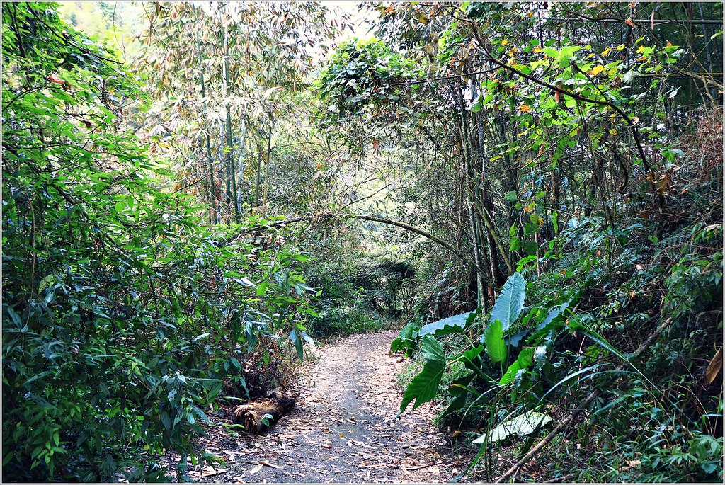 延溪竹林步道‧鹿谷竹林秘境,原始竹林彷彿置身嵐山,夏日溯溪的好地方 - 第8張圖 IMG_9731