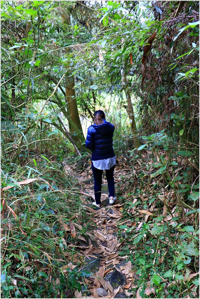 延溪竹林步道‧鹿谷竹林秘境,原始竹林彷彿置身嵐山,夏日溯溪的好地方 - 第11張圖 IMG_9732
