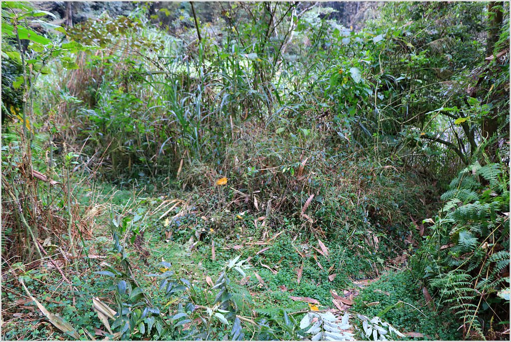 延溪竹林步道‧鹿谷竹林秘境,原始竹林彷彿置身嵐山,夏日溯溪的好地方 - 第9張圖 IMG_9775