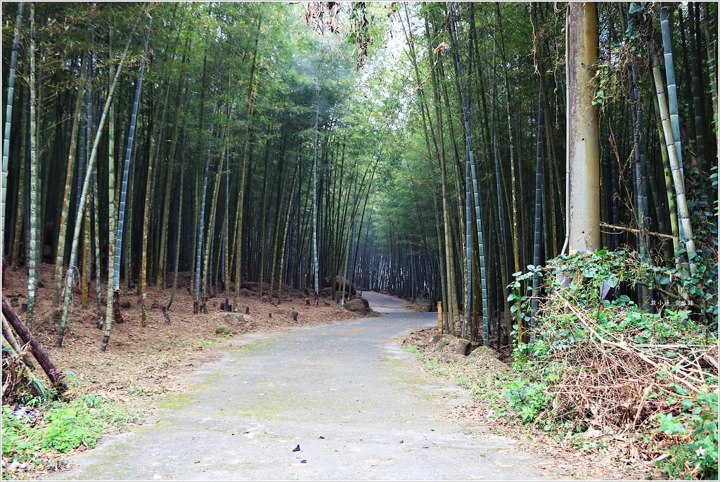 延溪竹林步道‧鹿谷竹林秘境,原始竹林彷彿置身嵐山,夏日溯溪的好地方 - 第2張圖 IMG_9543
