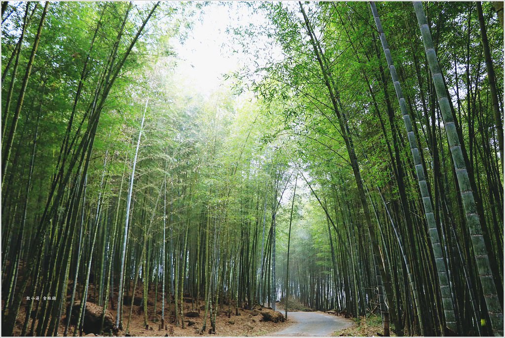 延溪竹林步道‧鹿谷竹林秘境,原始竹林彷彿置身嵐山,夏日溯溪的好地方 - 第4張圖 IMG_9546