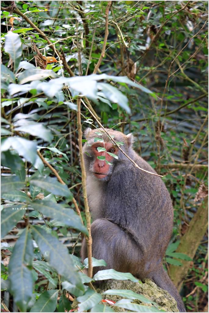 壽山國家公園‧高雄人的後山,柴山盤榕道讓你永生難忘~我為什麼要來這! - 第56張圖 IMG_8562