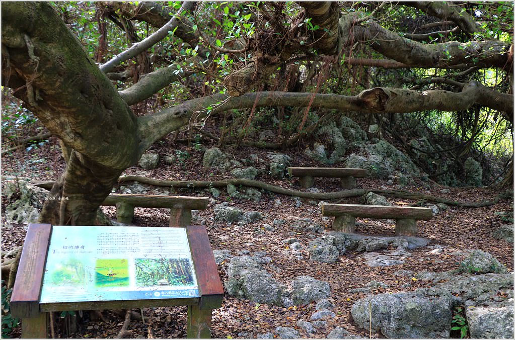 壽山國家公園‧高雄人的後山,柴山盤榕道讓你永生難忘~我為什麼要來這! - 第49張圖 IMG_8571