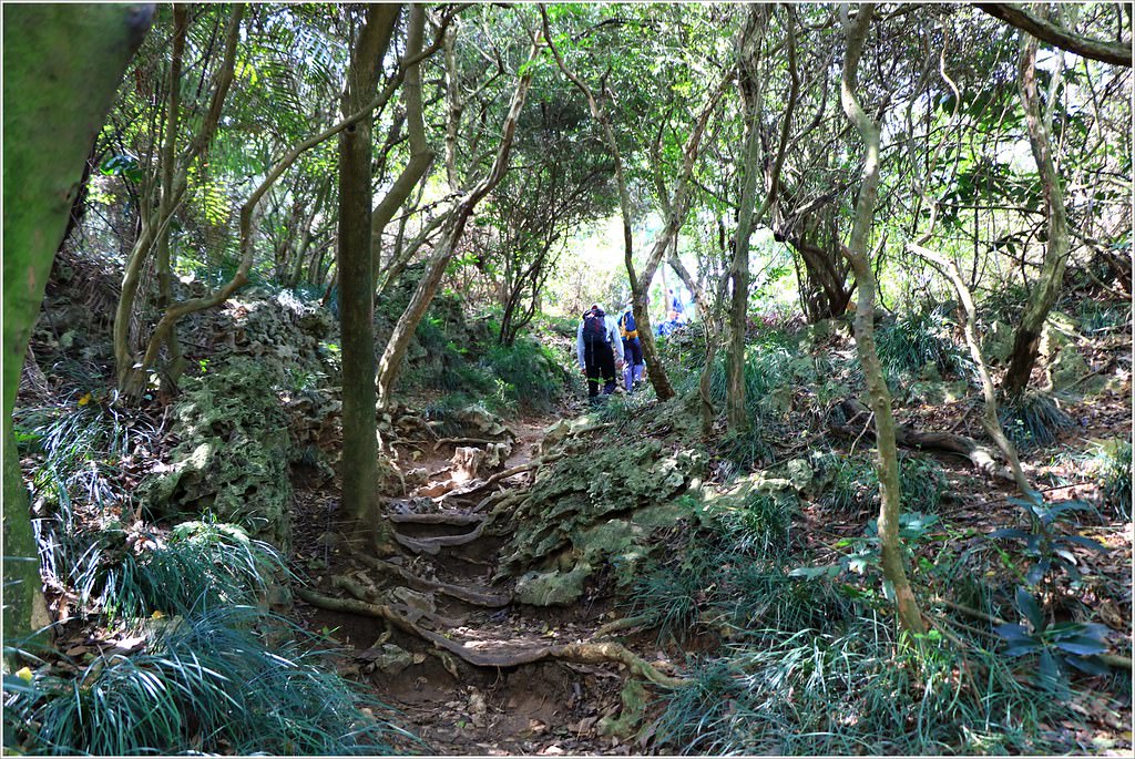 壽山國家公園‧高雄人的後山,柴山盤榕道讓你永生難忘~我為什麼要來這! - 第34張圖 IMG_8504