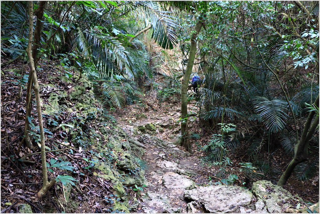 壽山國家公園‧高雄人的後山,柴山盤榕道讓你永生難忘~我為什麼要來這! - 第16張圖 IMG_8450