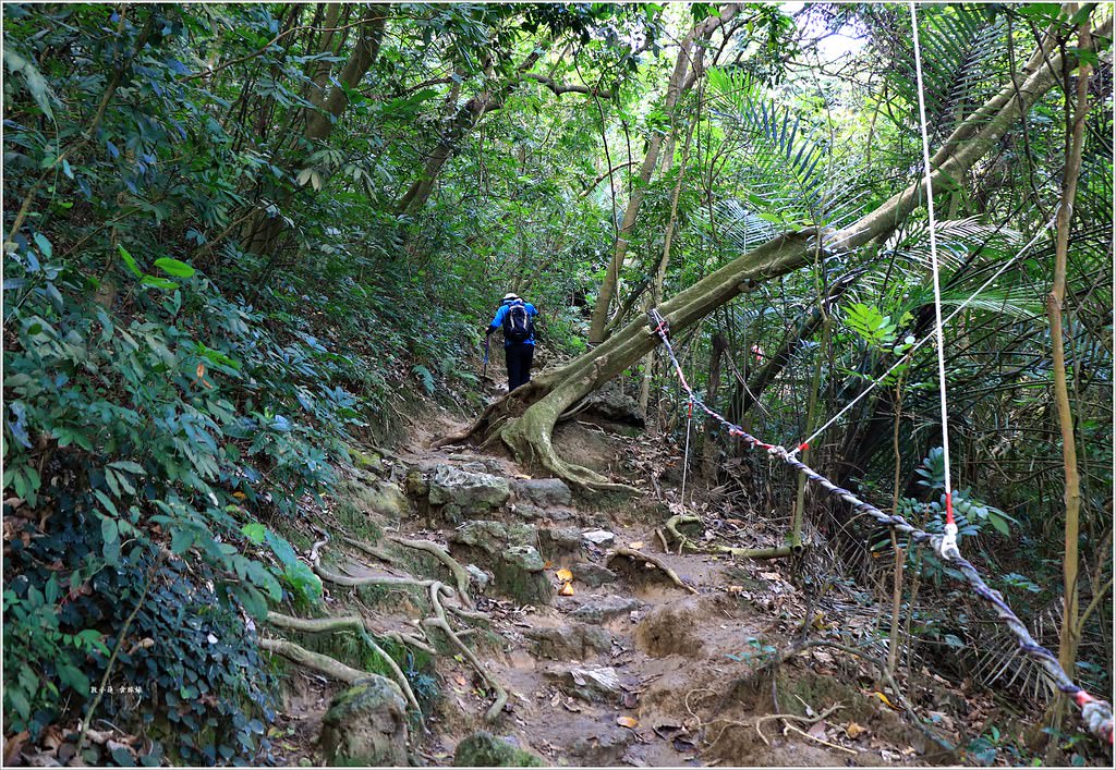 壽山國家公園‧高雄人的後山,柴山盤榕道讓你永生難忘~我為什麼要來這! - 第21張圖 IMG_8464
