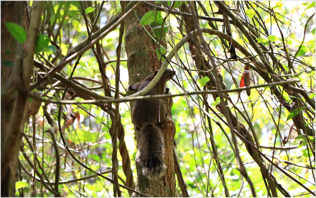 壽山國家公園‧柴山台泥舊地磅輸送口遺址,超多野生動物,行走3小時才走到出口 - 第17張圖 IMG_0203