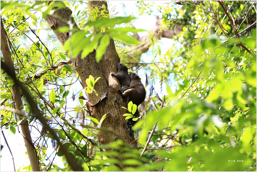 壽山國家公園‧柴山台泥舊地磅輸送口遺址,超多野生動物,行走3小時才走到出口 - 第18張圖 IMG_0204