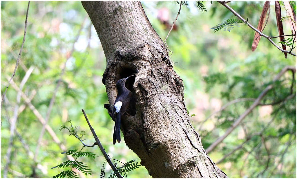 壽山國家公園‧柴山台泥舊地磅輸送口遺址,超多野生動物,行走3小時才走到出口 - 第21張圖 IMG_0217