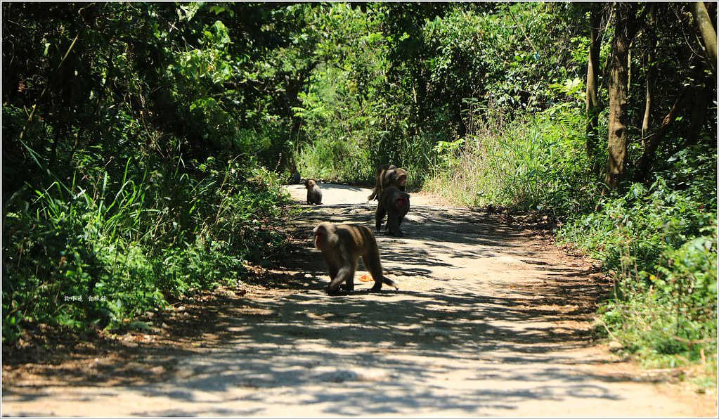 壽山國家公園‧柴山台泥舊地磅輸送口遺址,超多野生動物,行走3小時才走到出口 - 第36張圖 IMG_0288