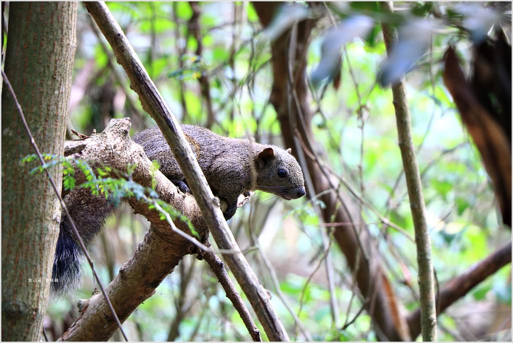 壽山國家公園‧柴山台泥舊地磅輸送口遺址,超多野生動物,行走3小時才走到出口 - 第16張圖 IMG_0202