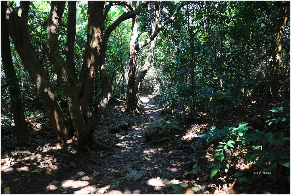 壽山國家公園‧柴山台泥舊地磅輸送口遺址,超多野生動物,行走3小時才走到出口 - 第41張圖 IMG_0307