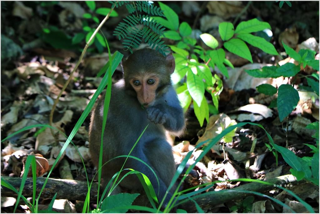 壽山國家公園‧柴山台泥舊地磅輸送口遺址,超多野生動物,行走3小時才走到出口 - 第35張圖 IMG_0285