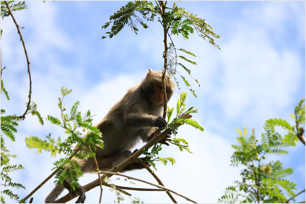 壽山國家公園‧柴山台泥舊地磅輸送口遺址,超多野生動物,行走3小時才走到出口 - 第9張圖 IMG_0162