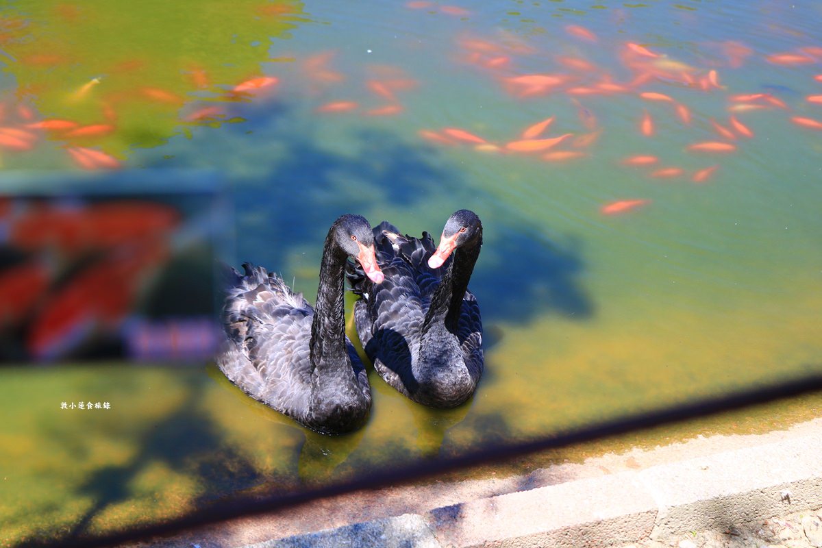 清境農場小瑞士花園‧著名的水上教堂、落羽松步道及綠光森林花園,晚上還有燈光秀 - 第23張圖 清境農場小瑞士花園‧著名的水上教堂、落羽松步道及綠光森林花園,晚上還有燈光秀