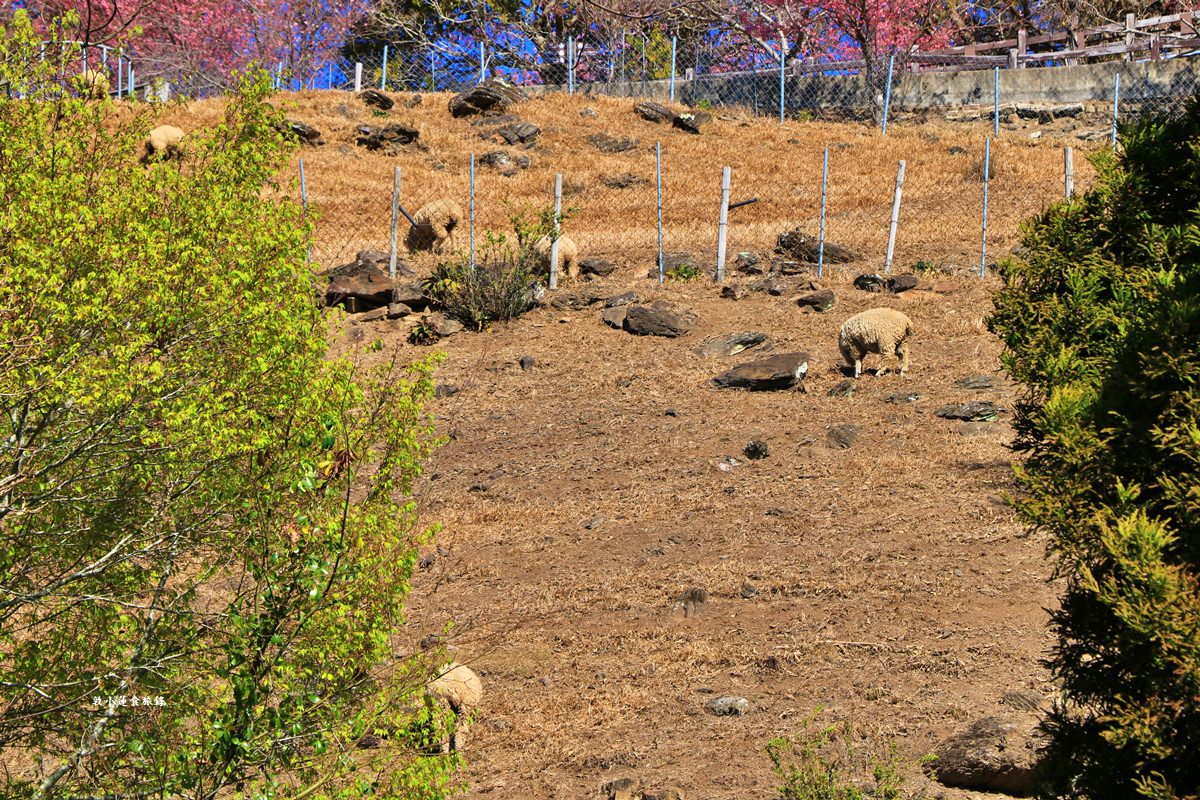 清境高空觀景步道‧一覽無遺中央山脈、合歡山系、奇萊群、能高山系