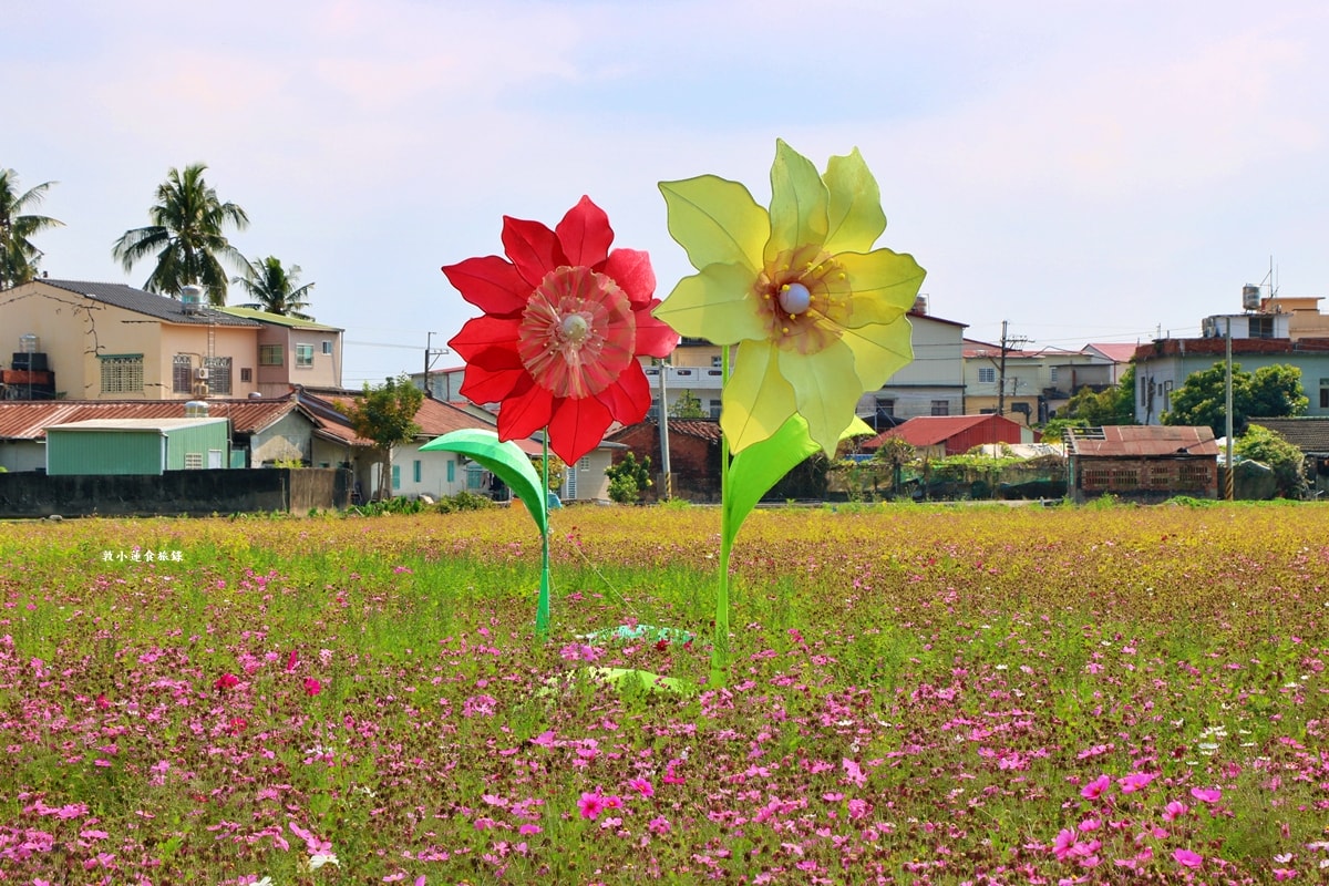 美濃海花‧美濃冬季最美的花海園,賞花期短暫花田將陸續翻耕 - 第5張圖 美濃海花‧美濃冬季最美的花海園,賞花期短暫花田將陸續翻耕