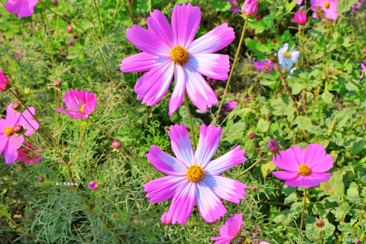 美濃海花‧美濃冬季最美的花海園,賞花期短暫花田將陸續翻耕 - 第6張圖 美濃海花‧美濃冬季最美的花海園,賞花期短暫花田將陸續翻耕