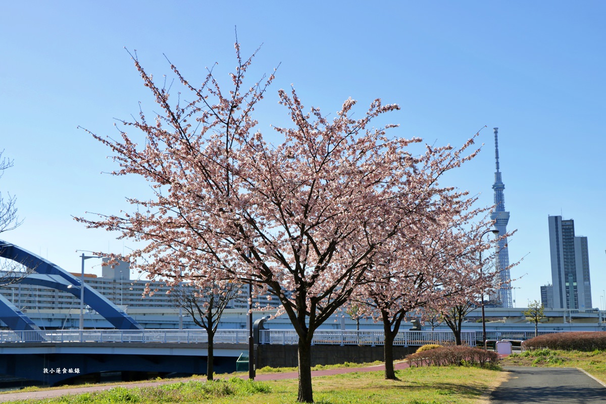【東京南千住】汐入公園‧賞櫻就來汐入公園,河津櫻、寒緋櫻、大寒櫻、陽光櫻30種以上櫻花 - 第8張圖 【東京南千住】汐入公園‧賞櫻就來汐入公園,河津櫻、寒緋櫻、大寒櫻、陽光櫻30種以上櫻花