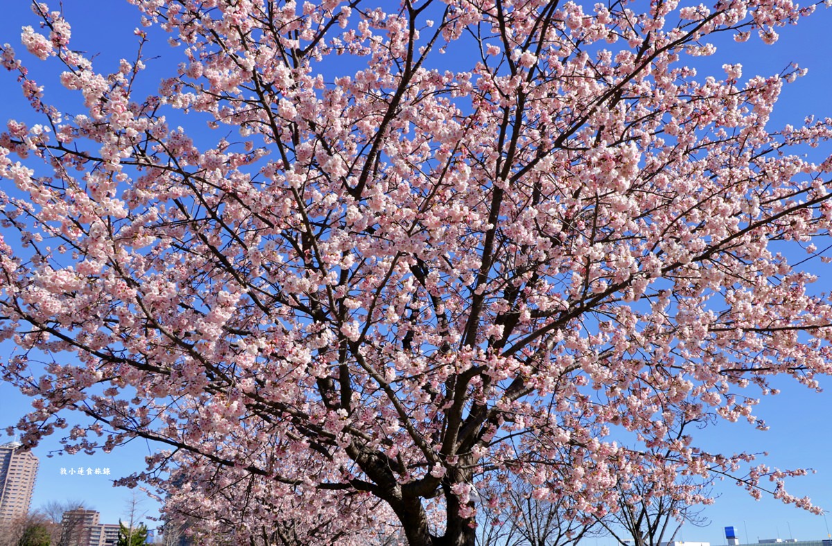 【東京南千住】汐入公園‧賞櫻就來汐入公園,河津櫻、寒緋櫻、大寒櫻、陽光櫻30種以上櫻花 - 第9張圖 【東京南千住】汐入公園‧賞櫻就來汐入公園,河津櫻、寒緋櫻、大寒櫻、陽光櫻30種以上櫻花