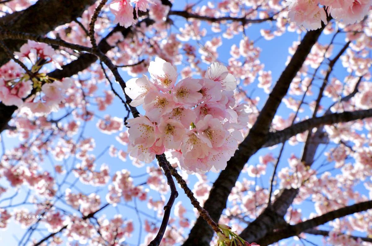 【東京南千住】汐入公園‧賞櫻就來汐入公園,河津櫻、寒緋櫻、大寒櫻、陽光櫻30種以上櫻花 - 第11張圖 【東京南千住】汐入公園‧賞櫻就來汐入公園,河津櫻、寒緋櫻、大寒櫻、陽光櫻30種以上櫻花