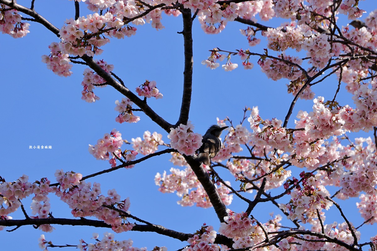 【東京南千住】汐入公園‧賞櫻就來汐入公園,河津櫻、寒緋櫻、大寒櫻、陽光櫻30種以上櫻花 - 第12張圖 【東京南千住】汐入公園‧賞櫻就來汐入公園,河津櫻、寒緋櫻、大寒櫻、陽光櫻30種以上櫻花