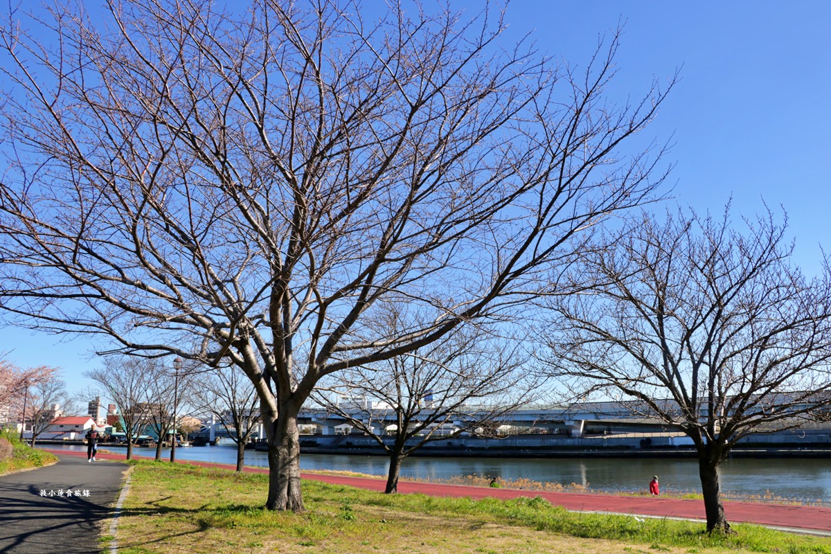【東京南千住】汐入公園‧賞櫻就來汐入公園,河津櫻、寒緋櫻、大寒櫻、陽光櫻30種以上櫻花 - 第13張圖 【東京南千住】汐入公園‧賞櫻就來汐入公園,河津櫻、寒緋櫻、大寒櫻、陽光櫻30種以上櫻花